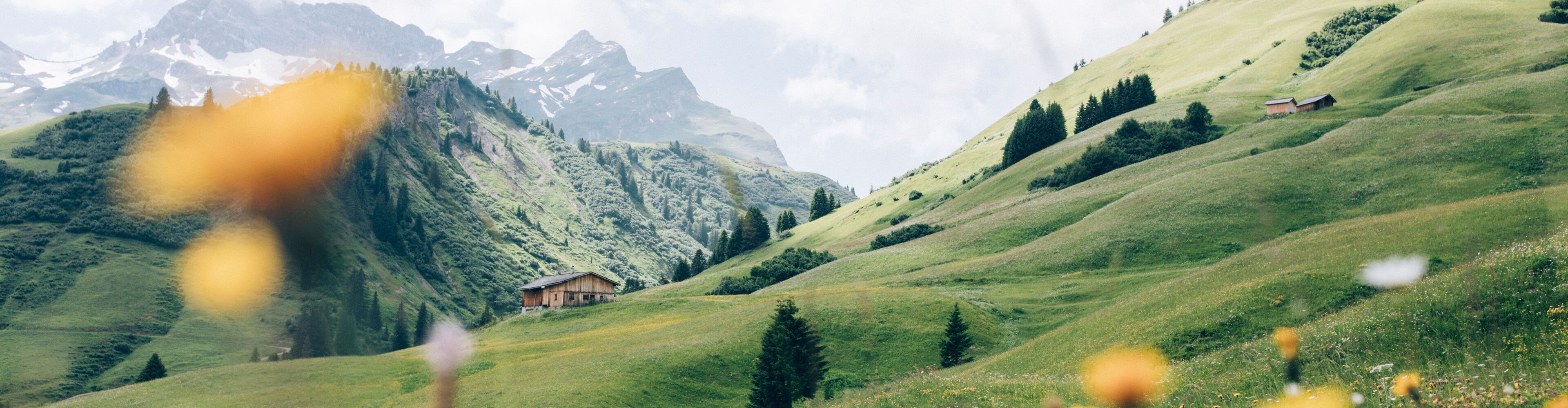Bergwiese mit Bergblumen und grünen Wiesen und Bergen