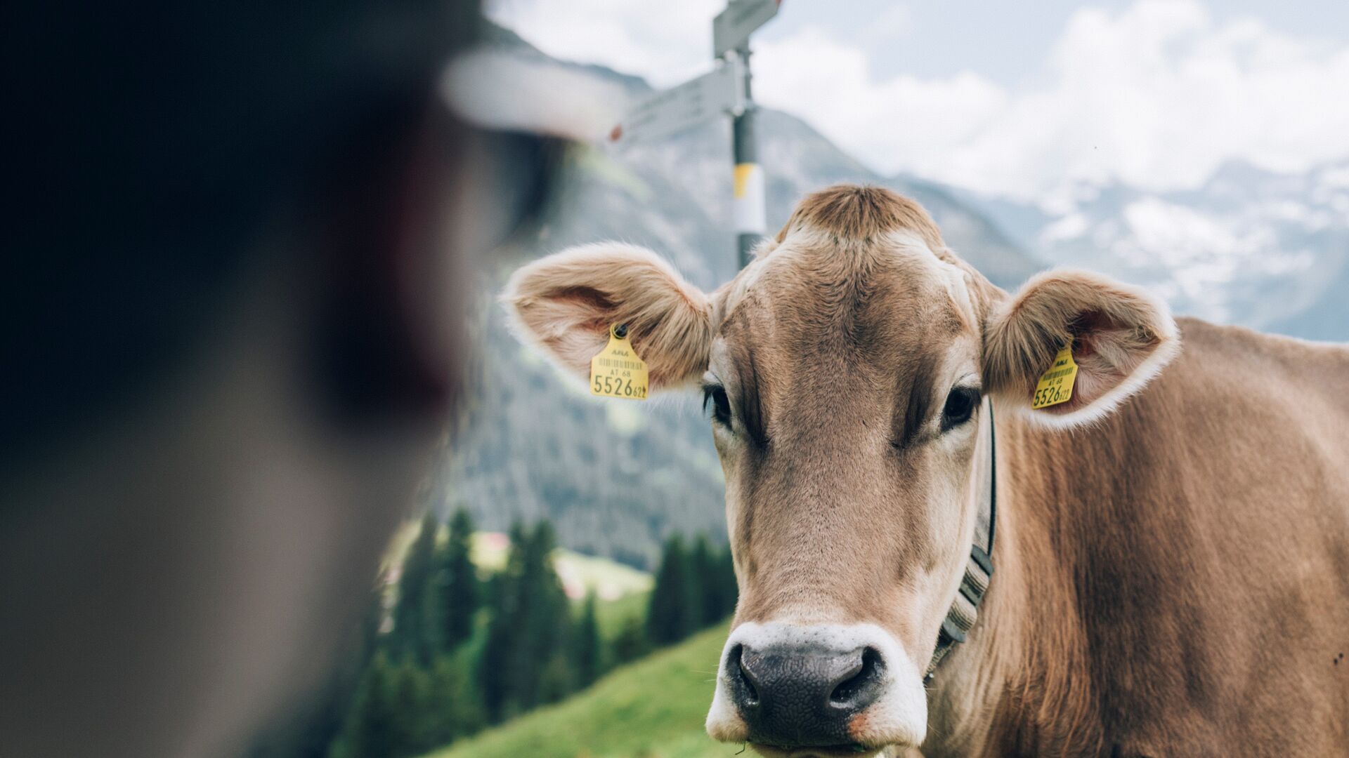 Why is correct behavior on the mountain pastures so important?