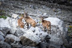 11-Steinbock_LZTG _by _Tiefentaler_WEB