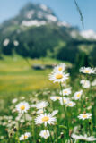 fruehling-lech-zuers-vorarlberg