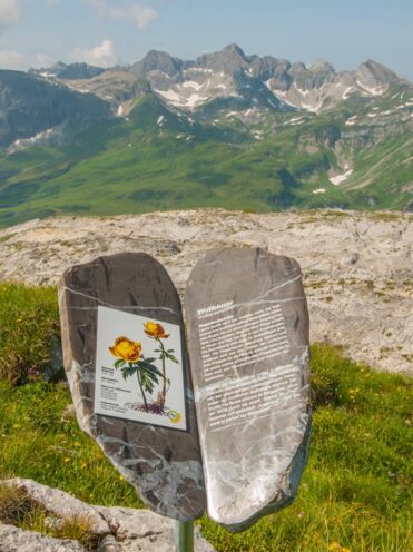 BlütenReich Rüfikopf