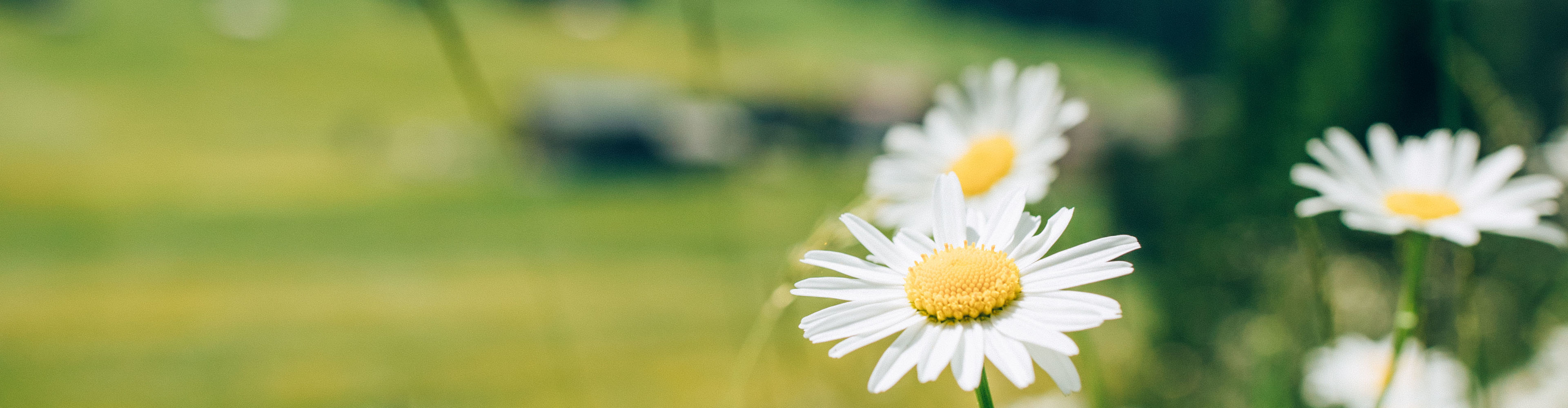 Fruehling_LZTG_by_Daniel_Zangerl_9