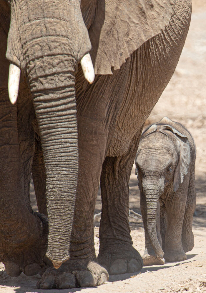 Elephants