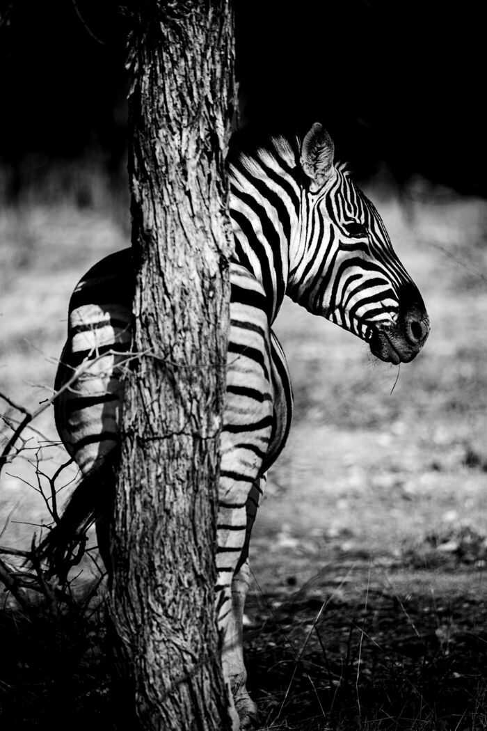 Zebra