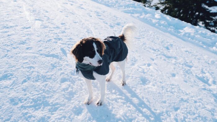 Hunde genießen in Lech großzügigen Freiraum - Hundeurlaub Lech Zürs Tourismus by Angelika Maier (69)