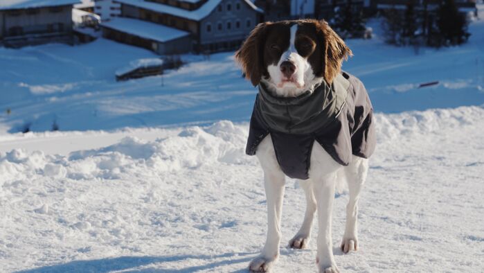 Hundeurlaub Lech Zürs Tourismus by Angelika Maier (43)