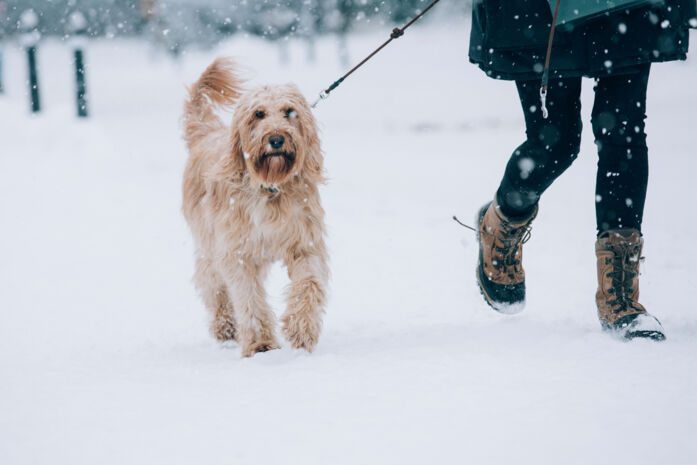 vorarlberg-wandern-lech-zürs-hund-urlaub