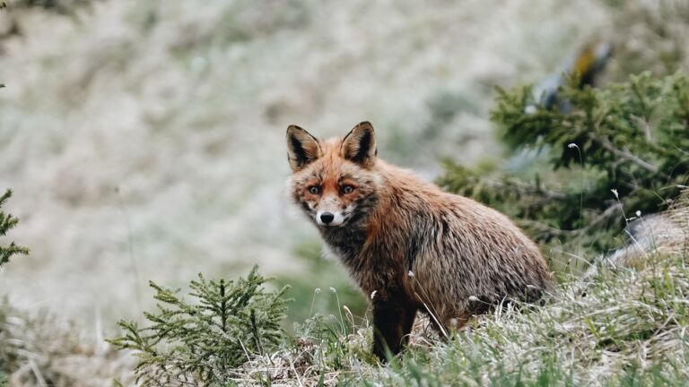 Wildtierfotografie_LZTG_by_Toni_Wilhelm_ (7)