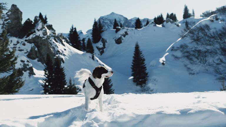 Hund steht vor den verschneiten Gipslöchern in Oberlech