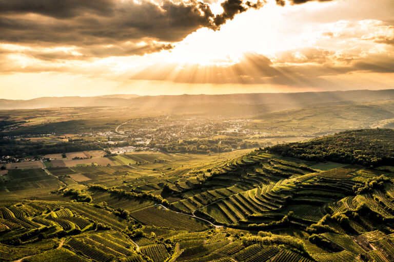 Grafik Weingut Robert Herbst