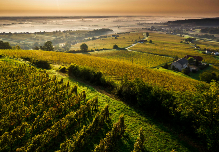 arlberg-weinberg-tasting-eisenberg-Ross-Weinberg