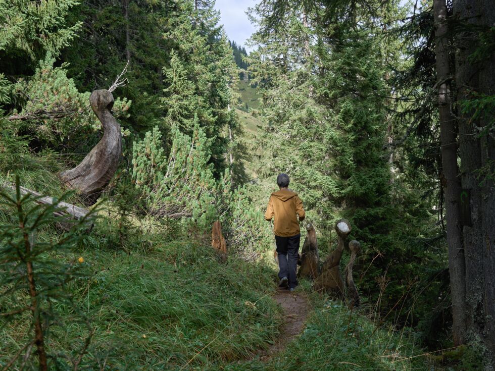 Sagenwald am GrÃ¼nen Ring